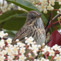 Lincoln's Sparrow